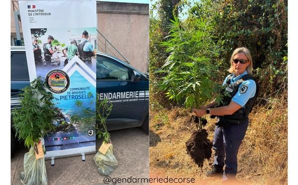 À Bastelicaccia, des pieds de cannabis découverts au domicile d'un particulier