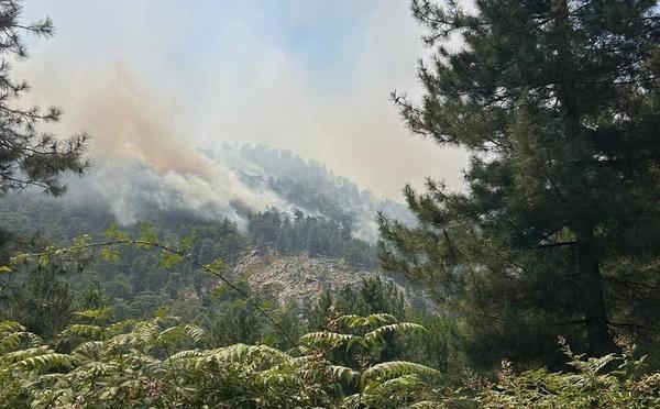 Haute-Corse : la bataille contre les flammes se poursuit à Corte et Albertacce