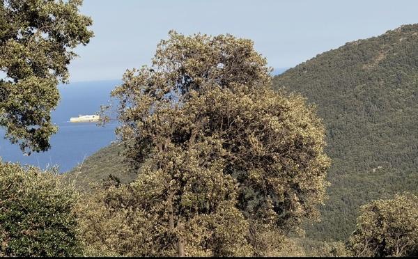 U tempu in Corsica