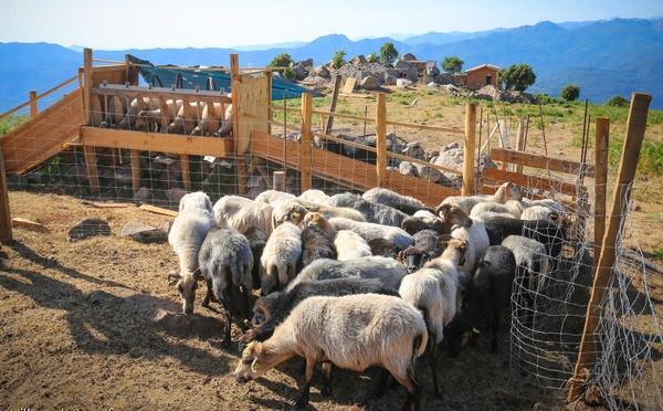 À Arghjusta è Muricciu, un projet pour redonner vie aux bergeries de Pian di Selva
