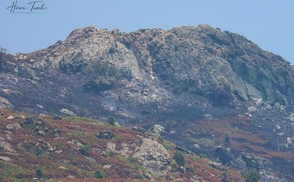 Biguglia : 160 hectares parcourus par les flammes