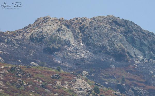 Incendies en Haute-Corse : la situation reste stable, des renforts européens attendus ce lundi