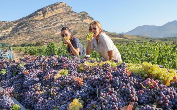 Vendanges caniculaires à Patrimonio : la quête du raisin parfait malgré la chaleur