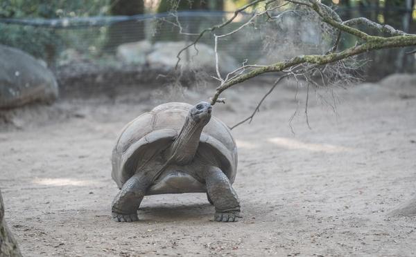 À A Cupulatta, 3 000 tortues face aux défis d’un monde qui change
