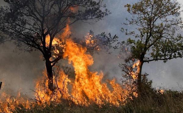 Oletta : un incendie parcourt un hectare