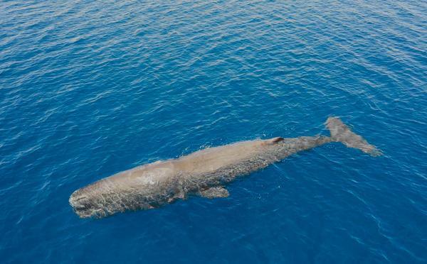 Au large de la Corse, un été record en termes d'observation révèle les trésors de biodiversité de la Méditerranée
