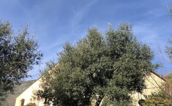 U tempu in Corsica