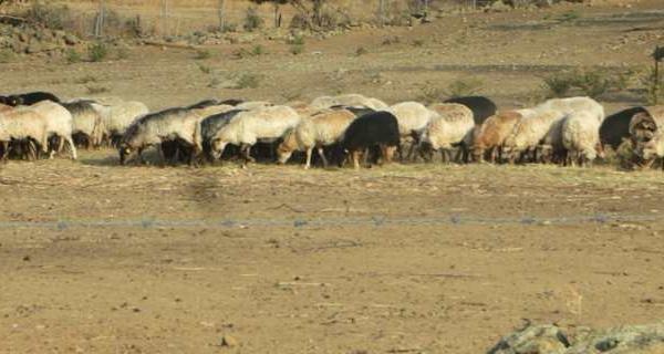 Plan CASI : L’intersyndicale agricole dénonce d’une seule voix le peu de moyens alloués à la Corse