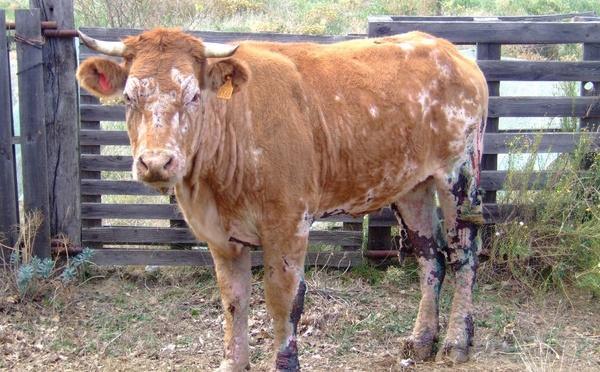 Un premier cas de besnoitiose bovine détecté en Corse-du-Sud 
