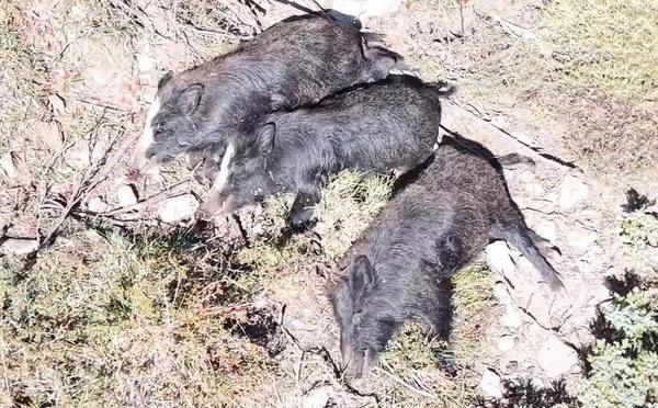 Plusieurs sangliers tués puis abandonnés en pleine montagne, les fédérations de chasse dénoncent des actes « impensables »