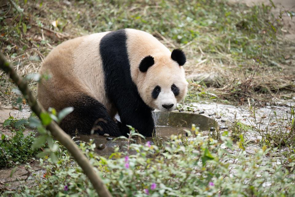 [Focus] - La Chine offre deux pandas au Qatar 