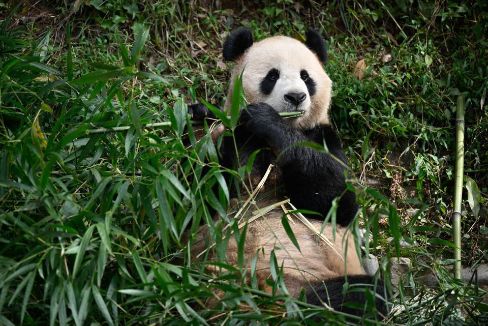 [Focus] - La Chine offre deux pandas au Qatar 