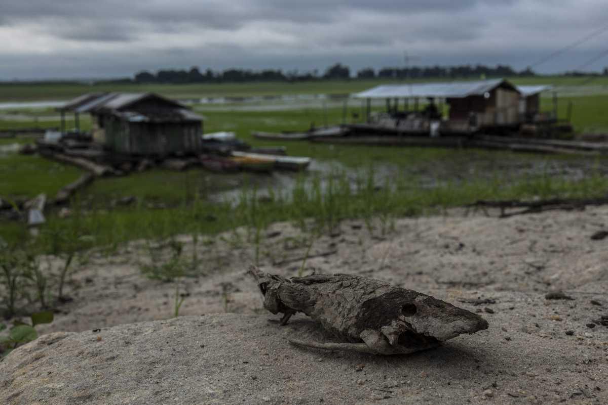 [Focus] - Brésil : La sécheresse amène le fleuve Amazone à des niveaux d'eau minimaux 