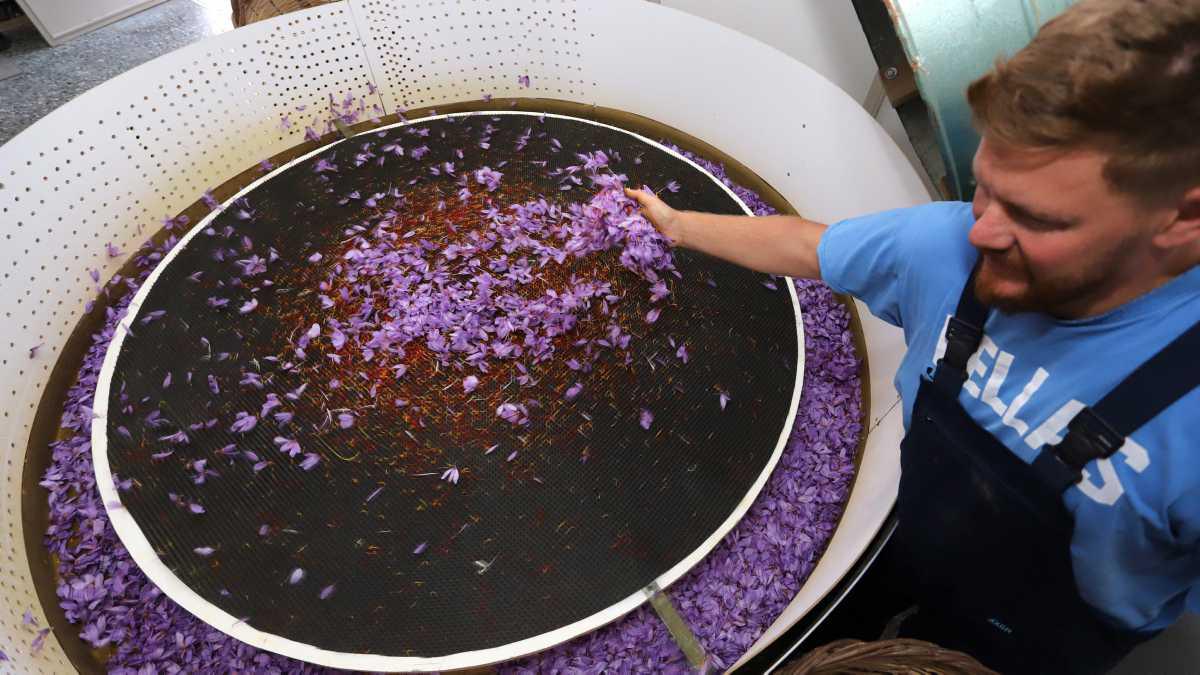 [Focus] - Grèce : récolte du safran, l'épice la plus désirée au monde