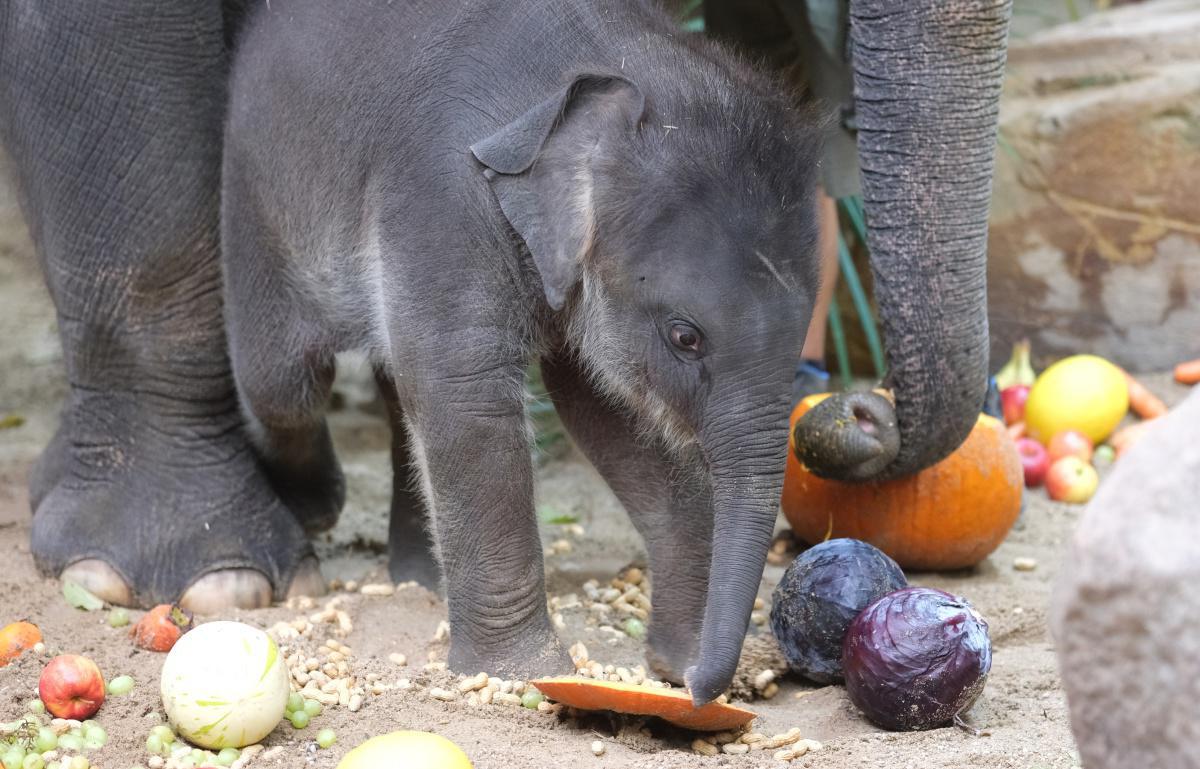 [#cutealert] - Et voici Akito, bébé éléphant né au zoo de Leipzig !