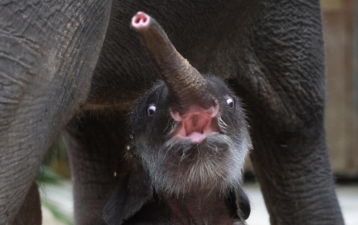 [#cutealert] - Et voici Akito, bébé éléphant né au zoo de Leipzig !