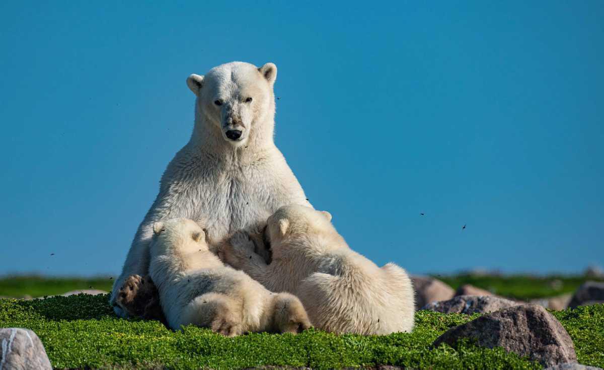 [Focus] - A la rencontre des ours polaires avec les magnifiques photos de Martin Gregus 