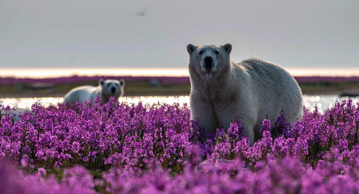 [Focus] - A la rencontre des ours polaires avec les magnifiques photos de Martin Gregus 
