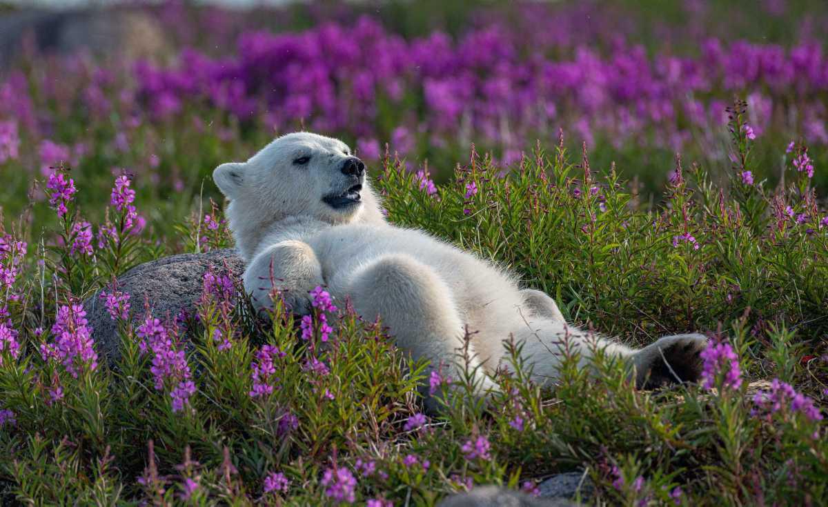 [Focus] - A la rencontre des ours polaires avec les magnifiques photos de Martin Gregus 
