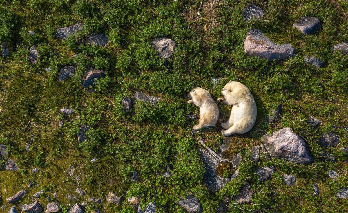 [Focus] - A la rencontre des ours polaires avec les magnifiques photos de Martin Gregus 