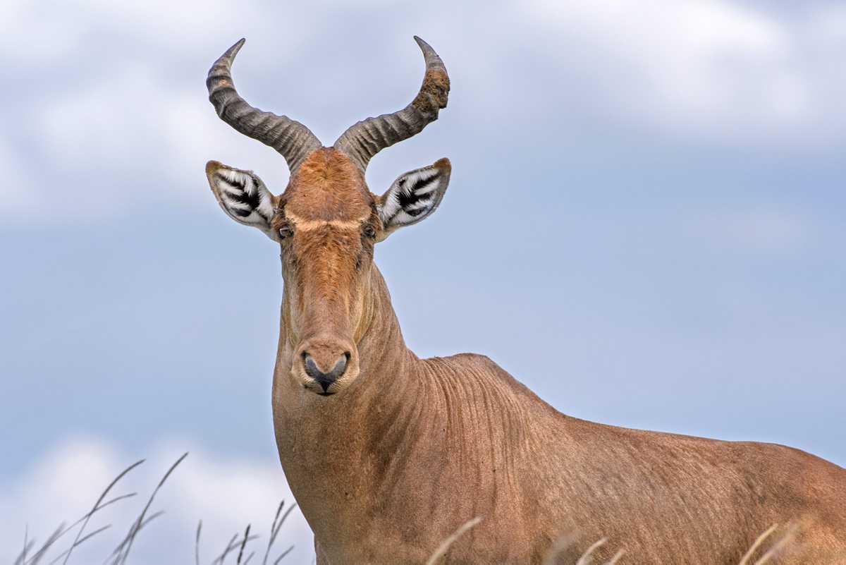 [ Focus] - Les plus belles photographies de la vie sauvage en Afrique avec le Benjamin Mkapa African Wildlife Photography Awards