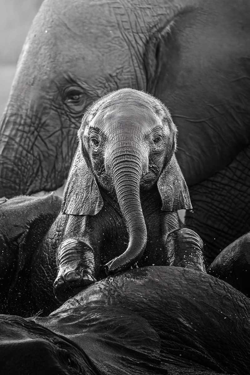 [ Focus] - Les plus belles photographies de la vie sauvage en Afrique avec le Benjamin Mkapa African Wildlife Photography Awards