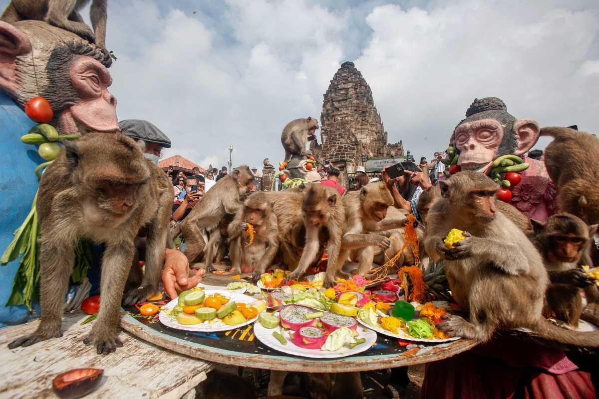 [Focus] - La fête des singes en Thaïlande, un festival insolite à ne pas manquer