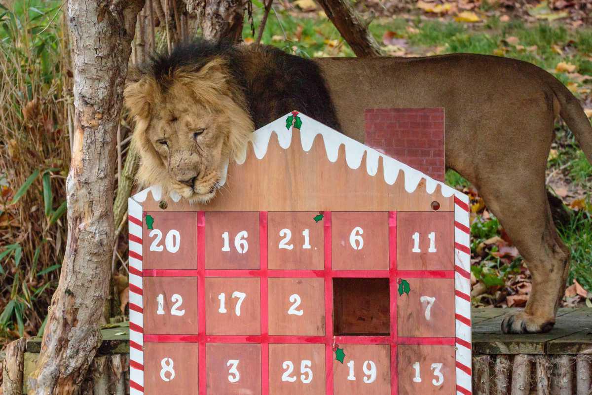 [Focus] - Noël 2022 - Les animaux du zoo ont reçu leurs calendriers de l'Avent 
