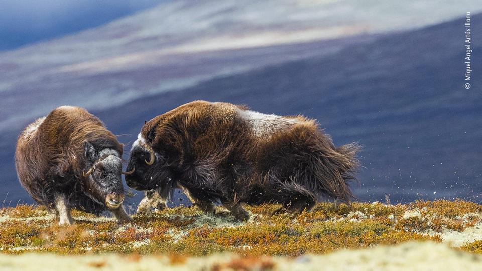[Concours photo] - De superbes images de nature et d'animaux présentées au Wildlife Photographer of the Year Award