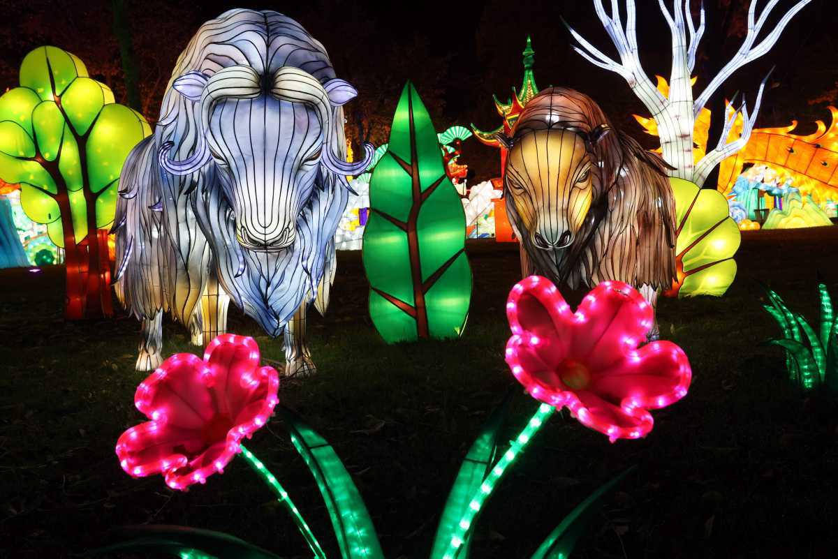 [Focus] - Le Festival des Lanternes de Chine est ouvert à Montauban