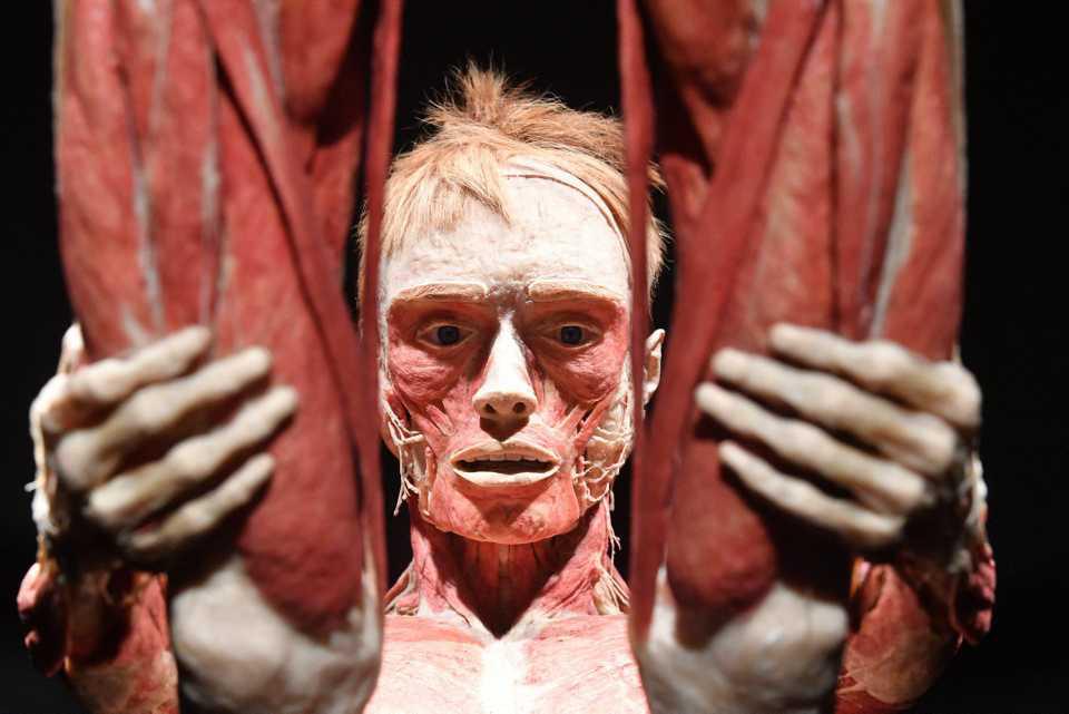 [Focus] - Âmes sensibles s'abstenir : l'expo "Body Worlds" et ses cadavres humains continue de faire polémique