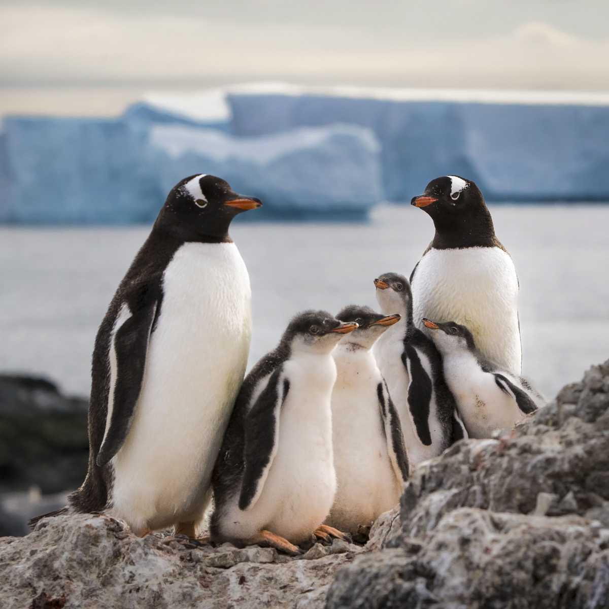 [Focus] - Les pingouins de l'Antarctique photographiés par Jim Codington