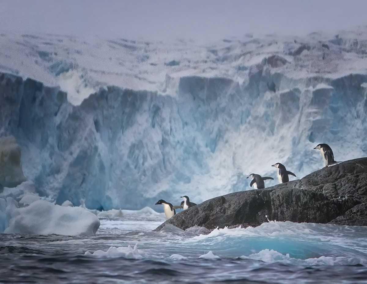 [Focus] - Les pingouins de l'Antarctique photographiés par Jim Codington
