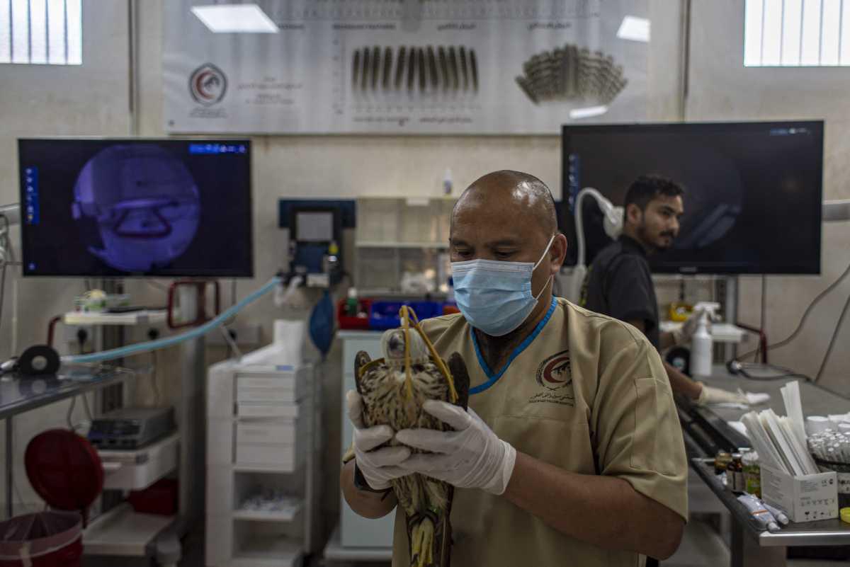 [Focus] - Qatar, un hôpital pour soigner les faucons, "l'oiseau de pure race"