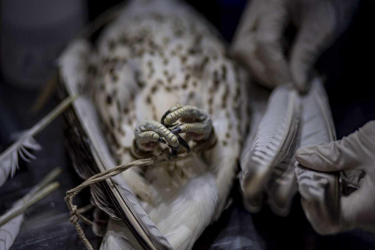 [Focus] - Qatar, un hôpital pour soigner les faucons, "l'oiseau de pure race"