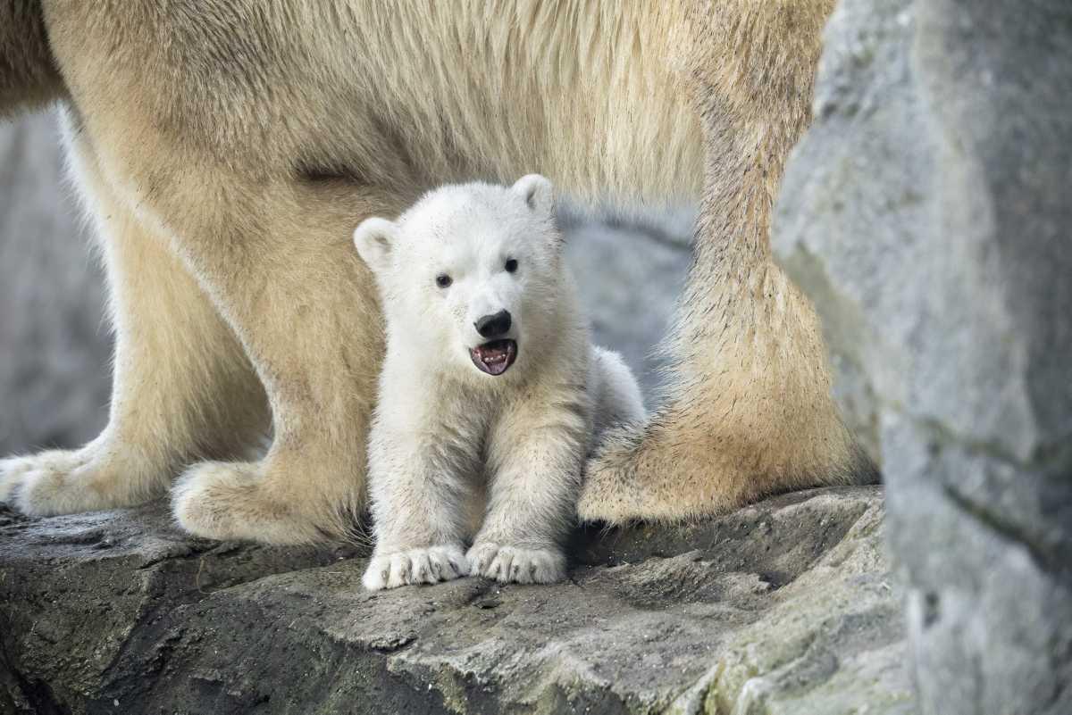 [Focus] - Vous aussi vous craquez devant les bébés animaux ? C'est normal ! La science nous dit pourquoi 
