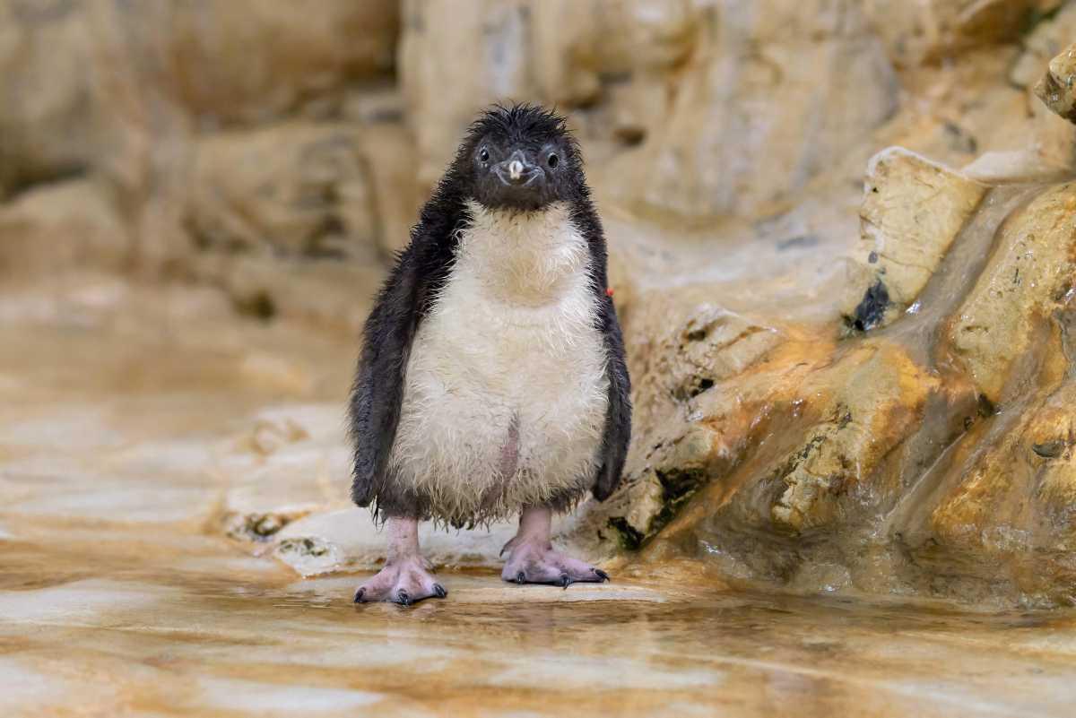 [Focus] - Vous aussi vous craquez devant les bébés animaux ? C'est normal ! La science nous dit pourquoi 