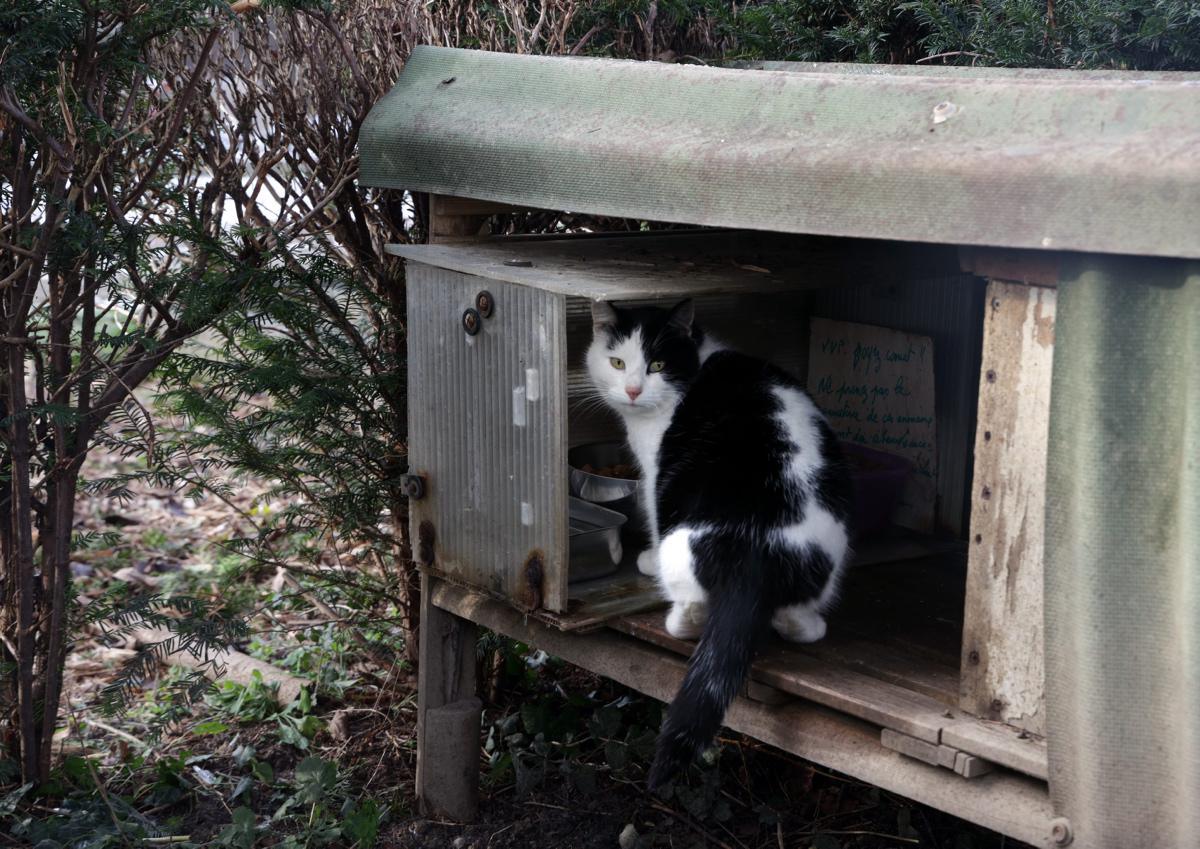 [Focus] - Les chats du cimetière de Mulhouse aux bons soins d'Evelyne et Serge