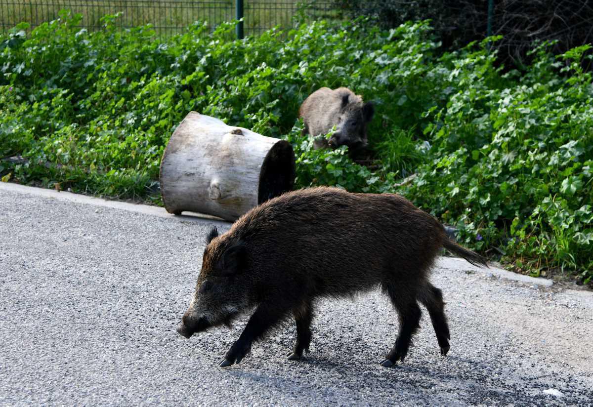 [Focus] - Des sangliers en ville, un phénomène grandissant