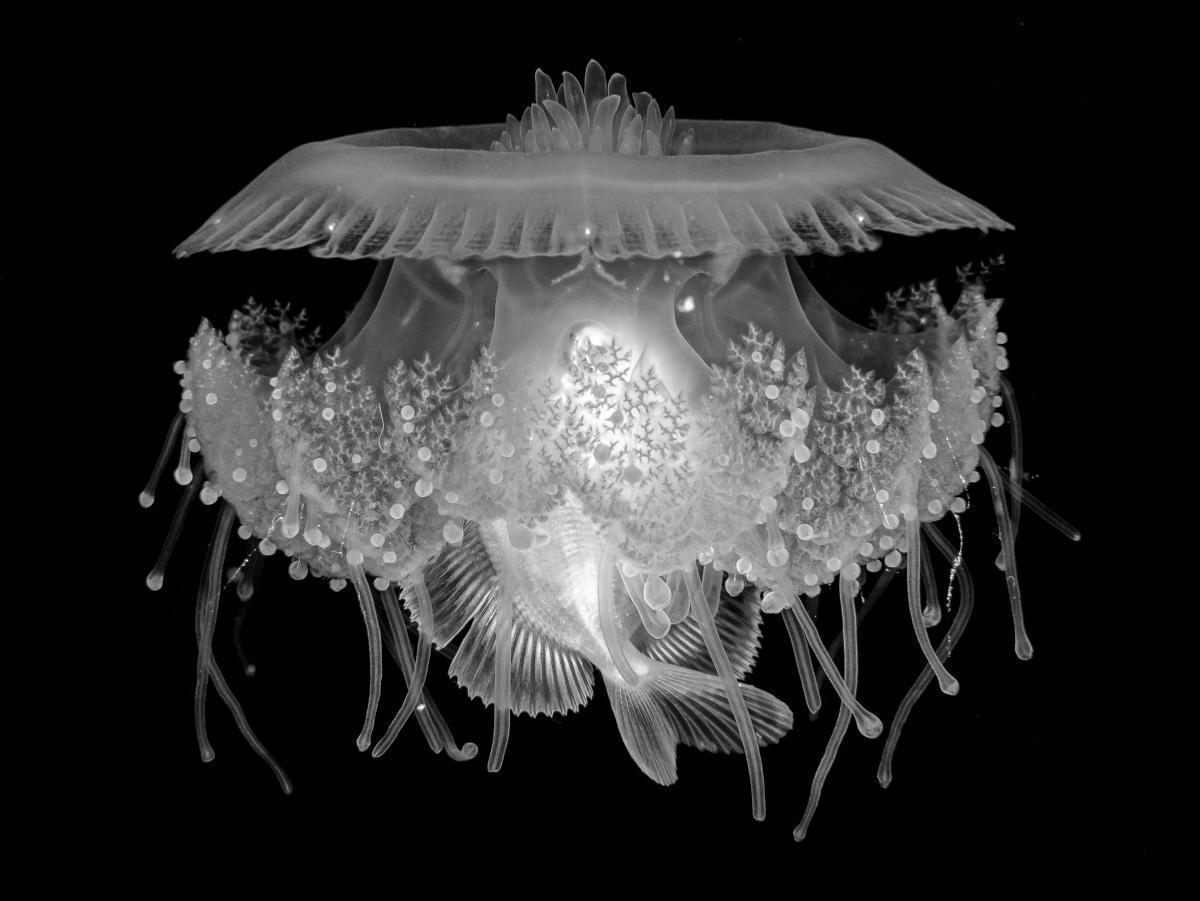 [Focus] - Découvrez les plus belles photos sous-marines du concours DPG / Wetpixel Masters 2022 