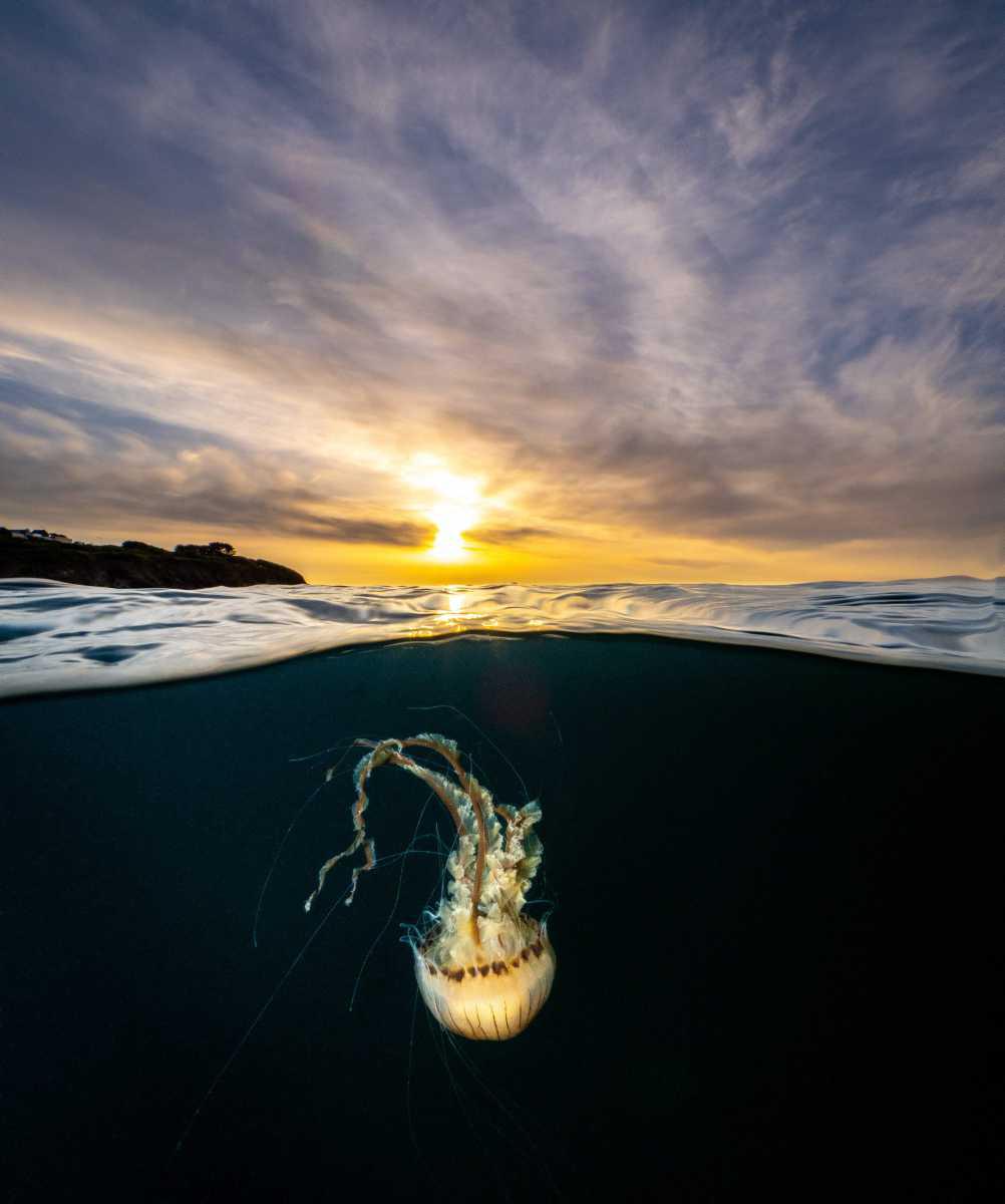 [Focus] - Découvrez les plus belles photos sous-marines du concours DPG / Wetpixel Masters 2022 