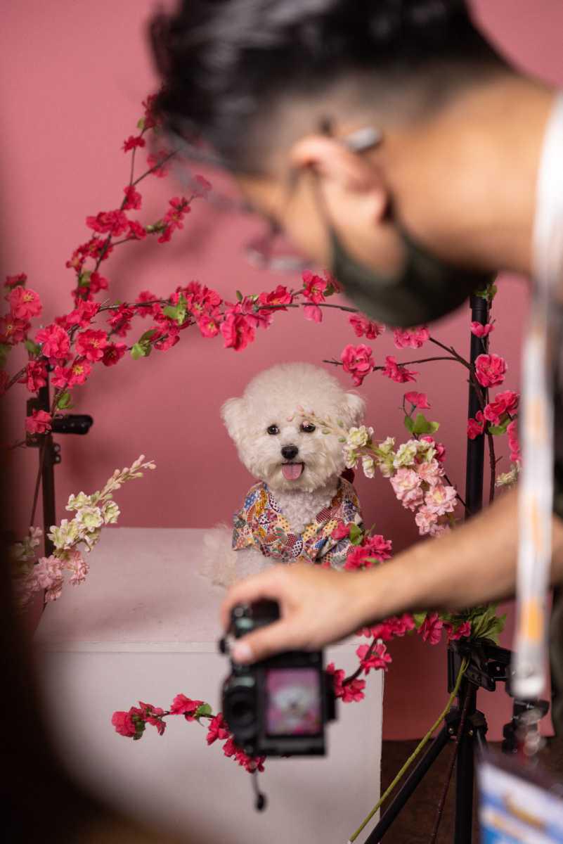 [Focus] - Le Hong Kong Pet Show ou le paradis des animaux de compagnie 