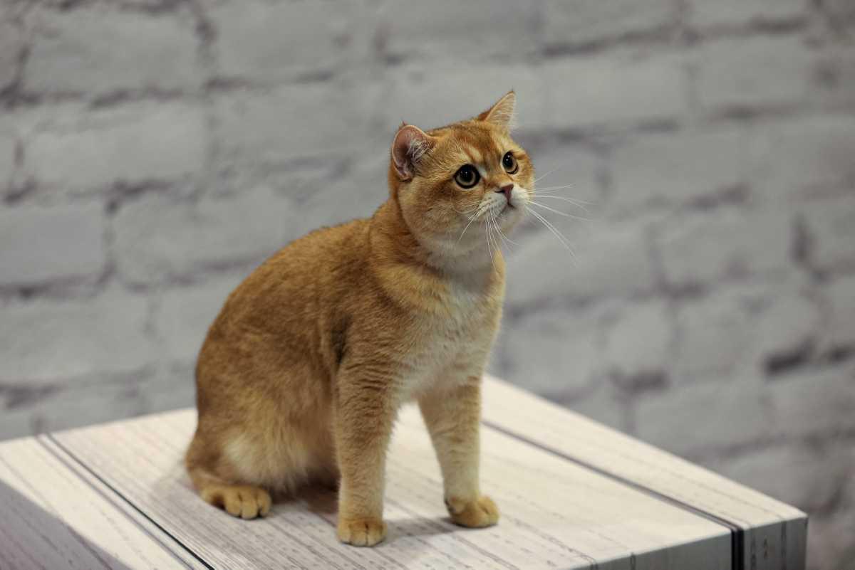 [Focus] - Le Hong Kong Pet Show ou le paradis des animaux de compagnie 
