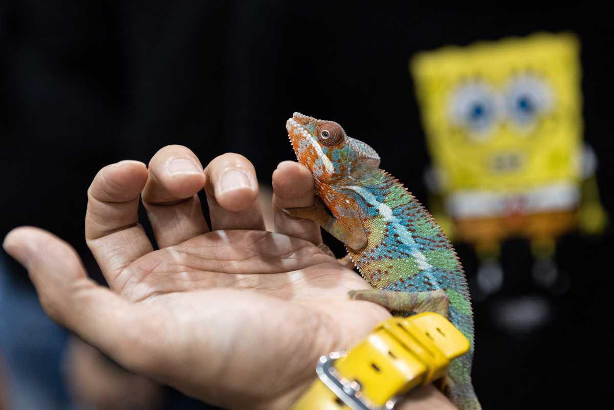 [Focus] - Le Hong Kong Pet Show ou le paradis des animaux de compagnie 