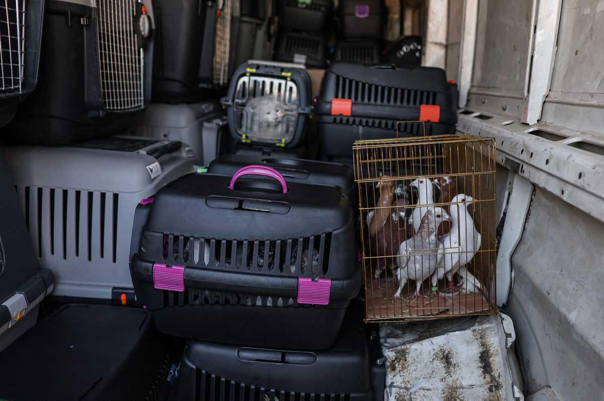 [Focus] - Aux petits soins des animaux victimes du séisme en Turquie