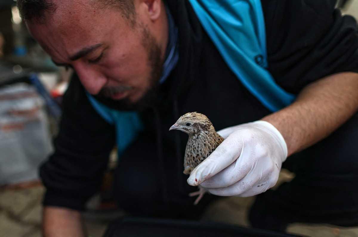 [Focus] - Aux petits soins des animaux victimes du séisme en Turquie