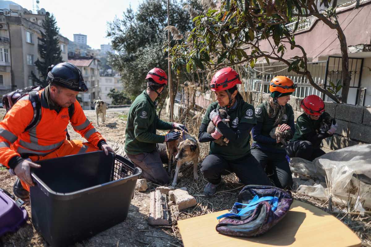 [Focus] - Aux petits soins des animaux victimes du séisme en Turquie