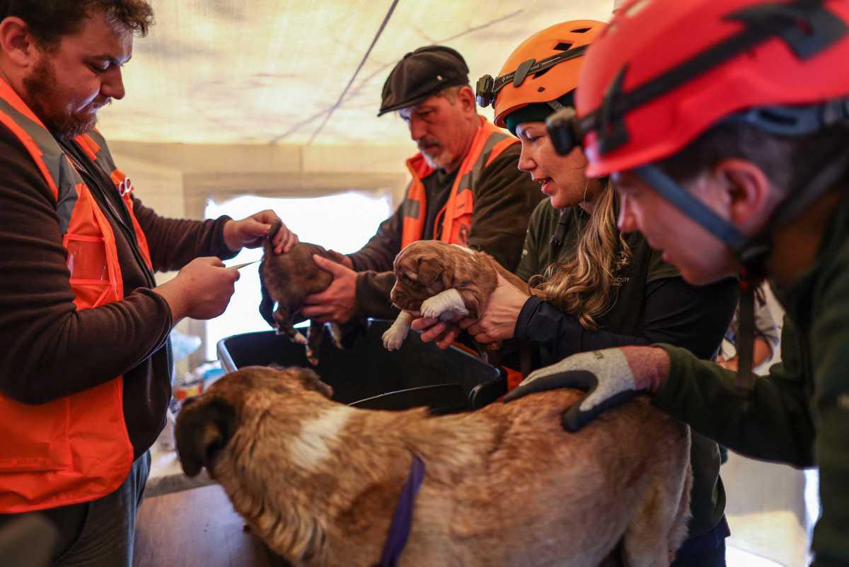 [Focus] - Aux petits soins des animaux victimes du séisme en Turquie