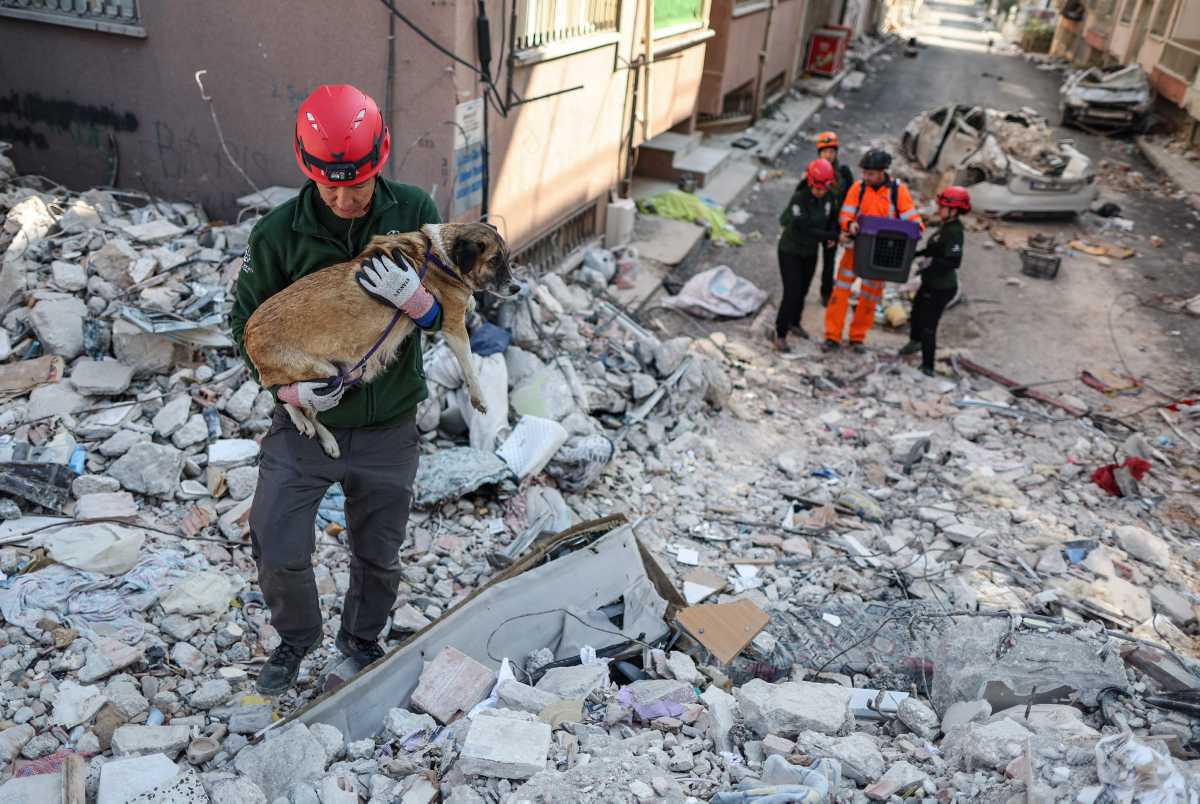 [Focus] - Aux petits soins des animaux victimes du séisme en Turquie