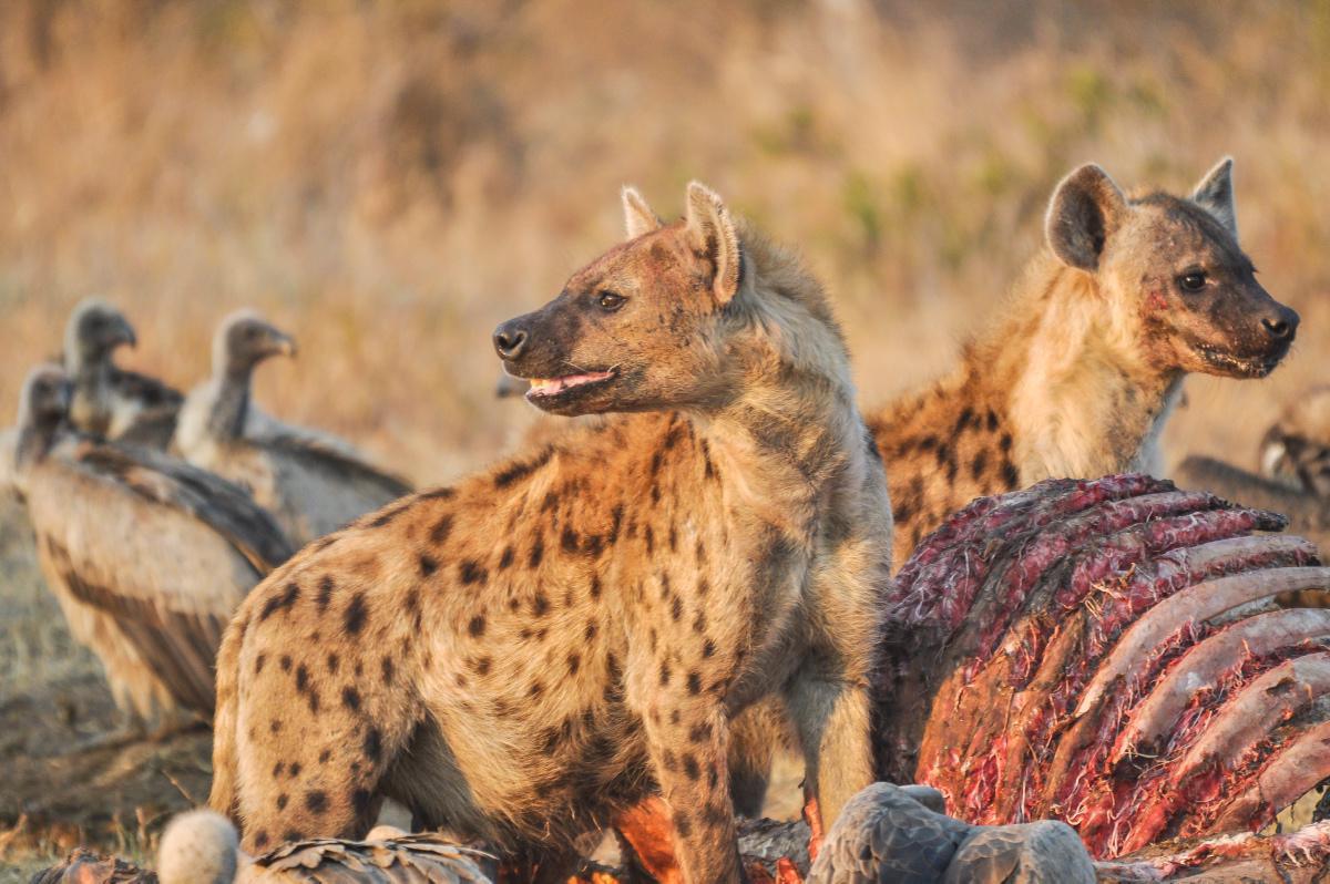 [Focus] - Les charognards en lutte pour une carcasse de girafe 